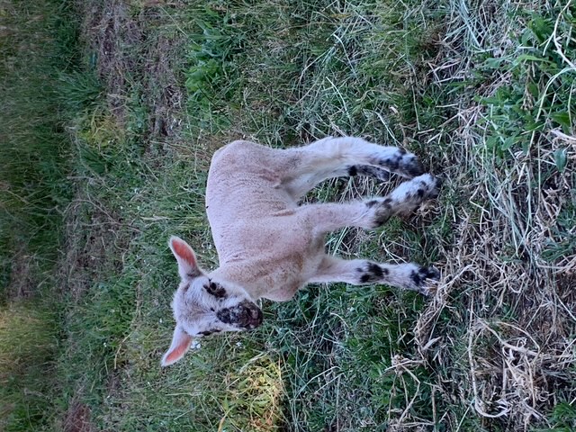 Connection with horses at Vaquera Ranch