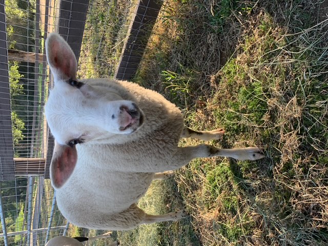 Horses along the fence at Vaquera Ranch