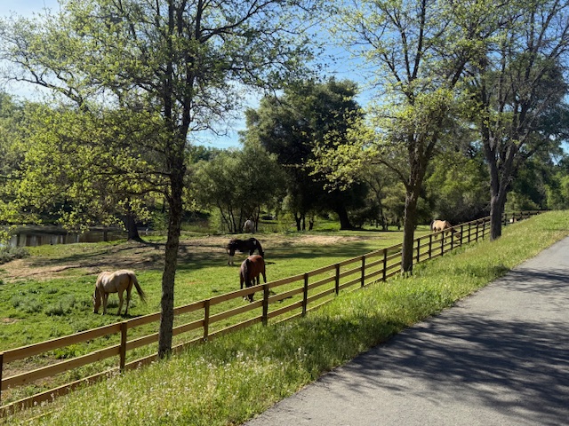 Goats overlooking the ranch hills and pond at Vaquera Ranch