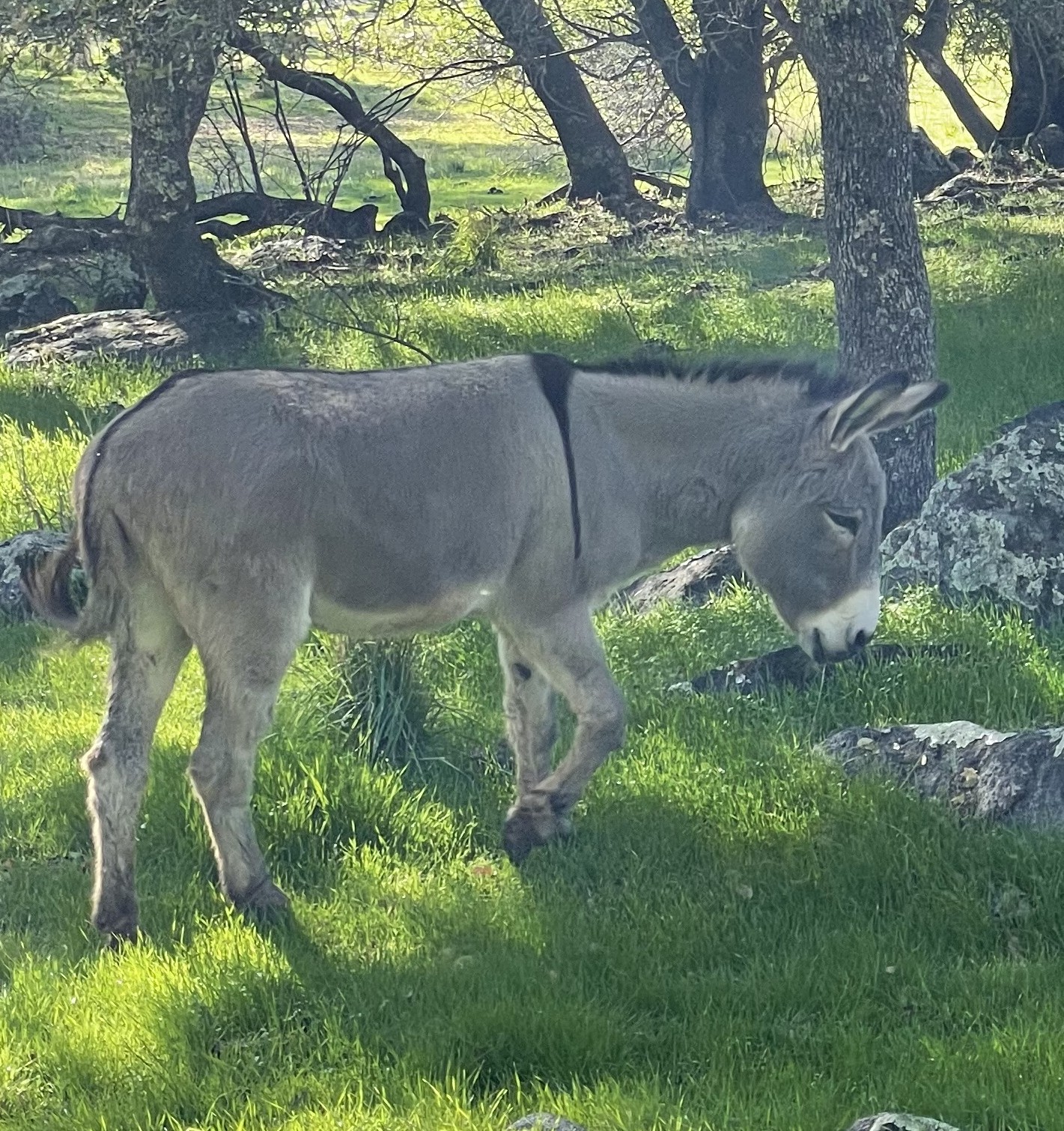 Donkey grazing at Vaquera Ranch