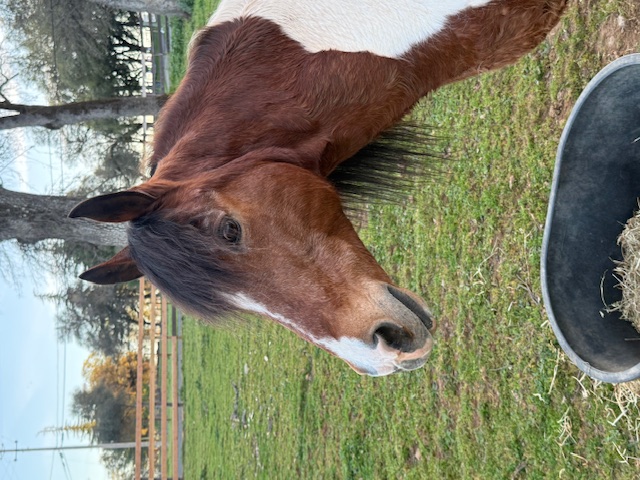 Close-up of horse at Vaquera Ranch