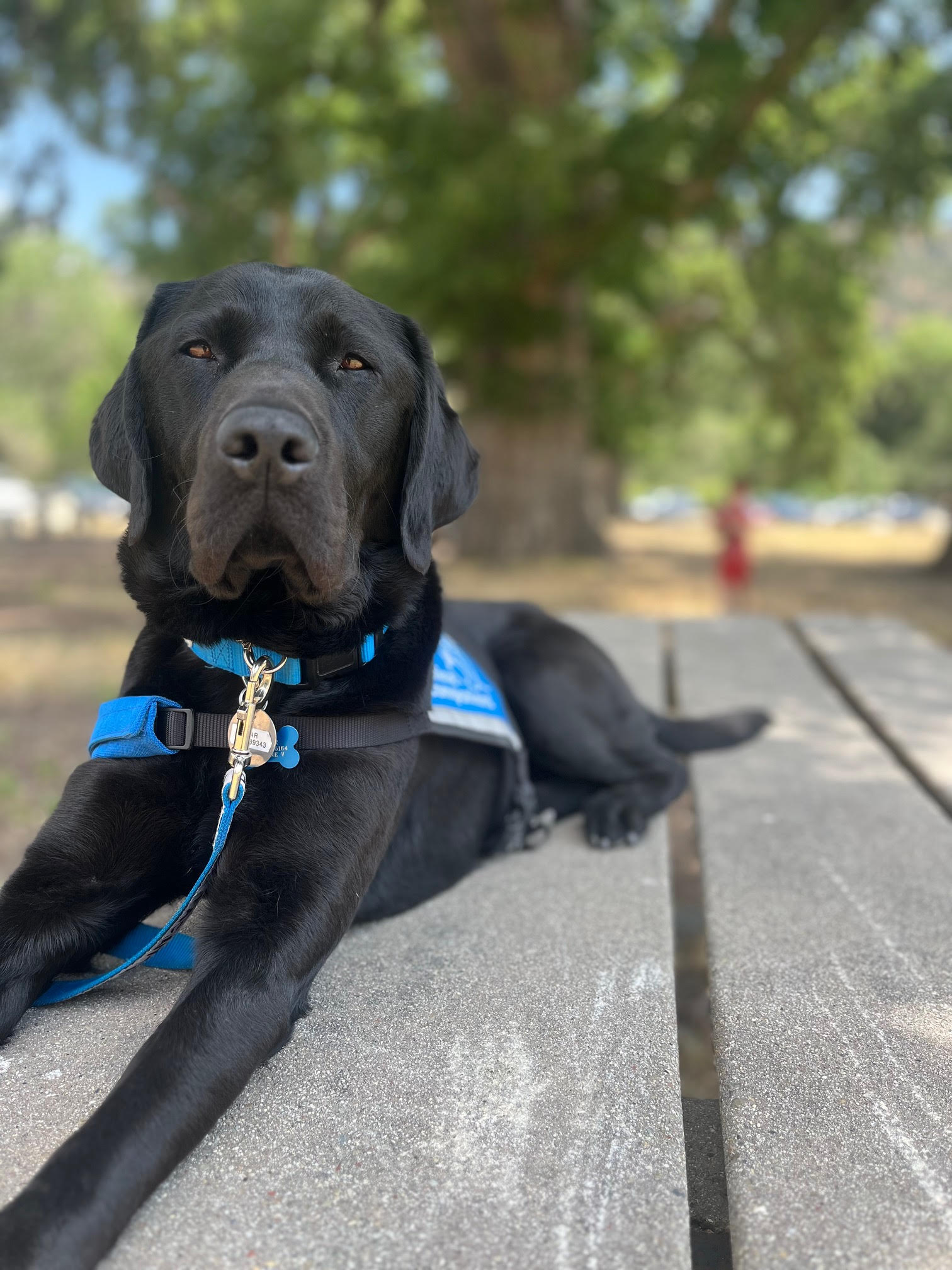 Edgar the Facility Dog